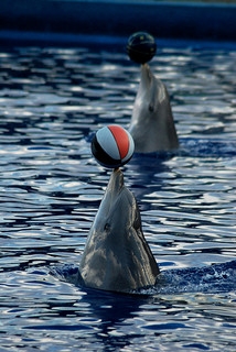 coordinated dolphins 
